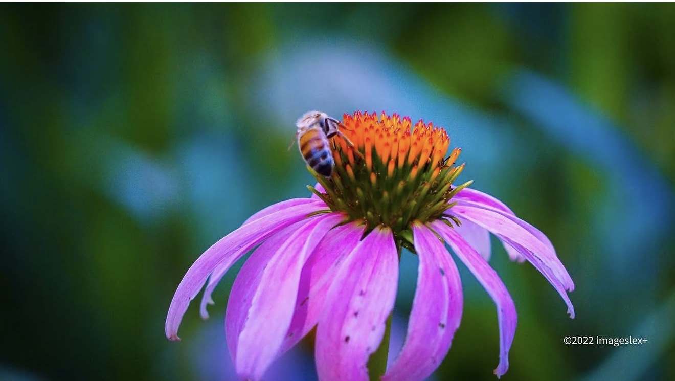 Nature & Macro