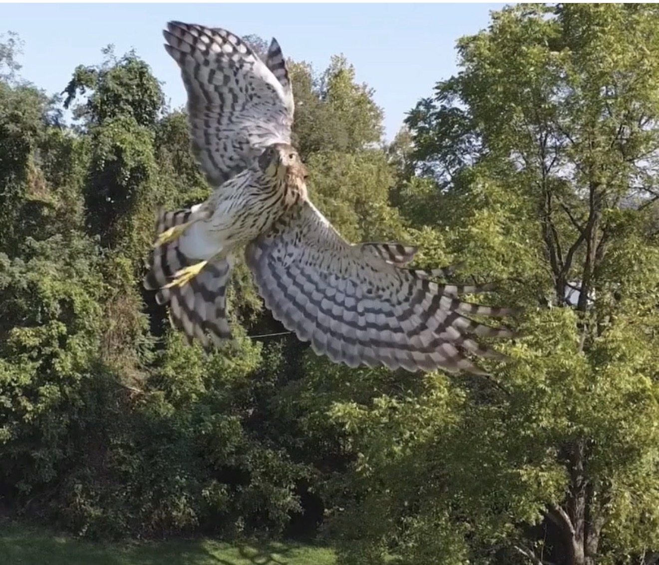 Cooper's Hawk in Descent