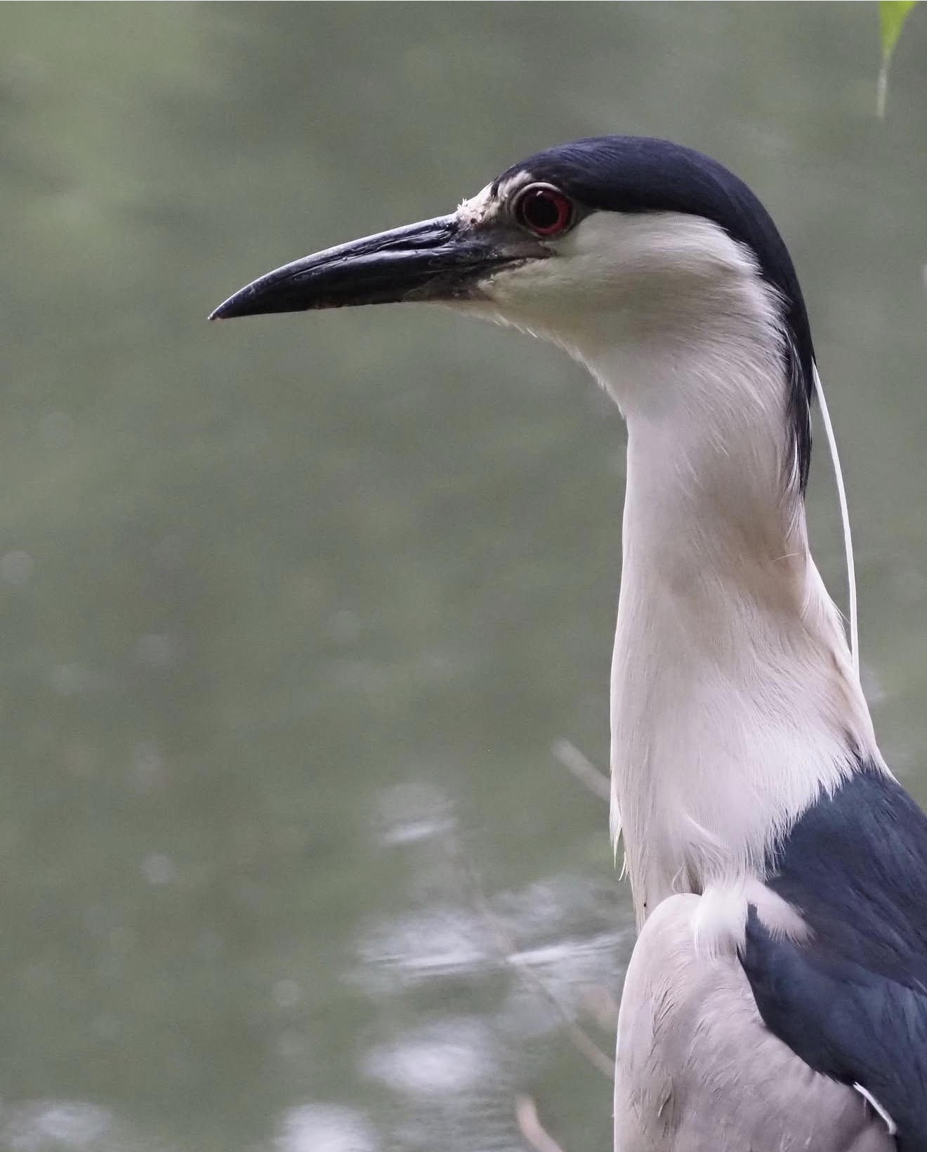 Black-Crowned Night Heron